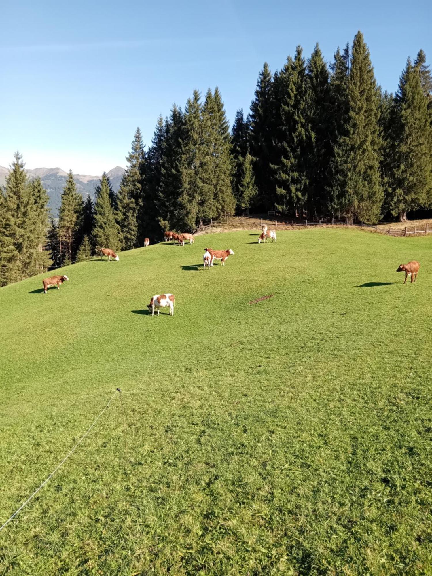 Ferienhaus Hochwimmer Hollersbach im Pinzgau Zewnętrze zdjęcie